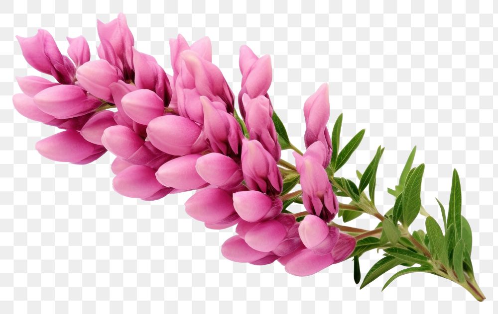 PNG Lupine flower blossom plant petal. 