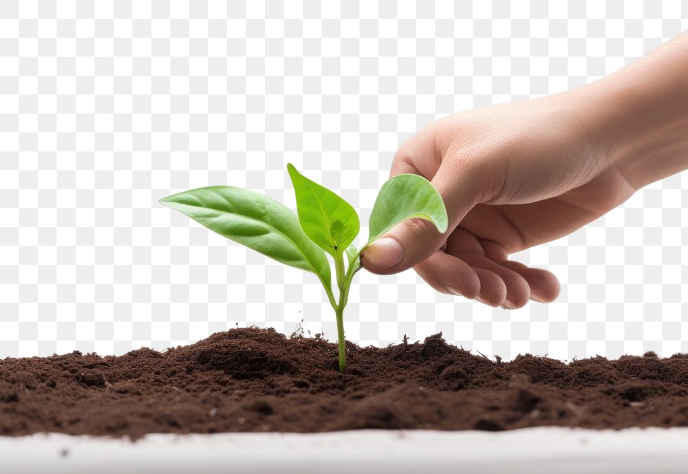 PNG Plant planting leaf soil. AI generated Image by rawpixel.