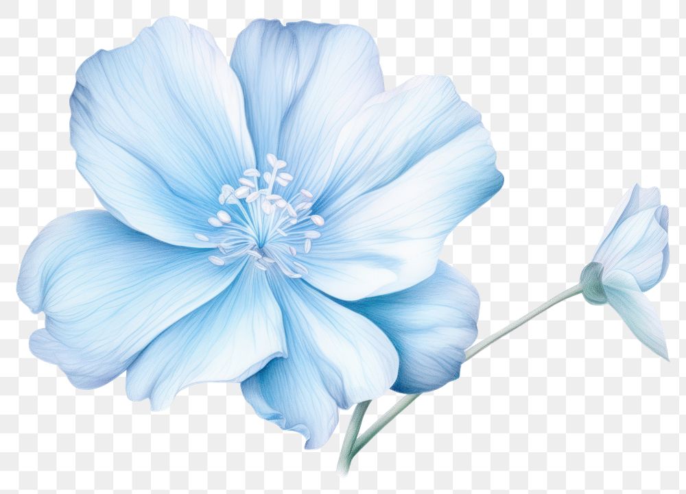 PNG Soft Blue Flower flower blossom nature. AI generated Image by rawpixel.
