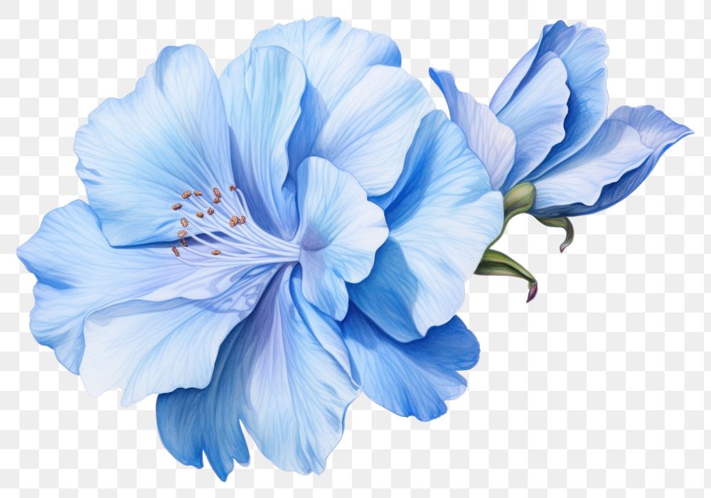 PNG Soft Blue Flower flower blossom petal. 