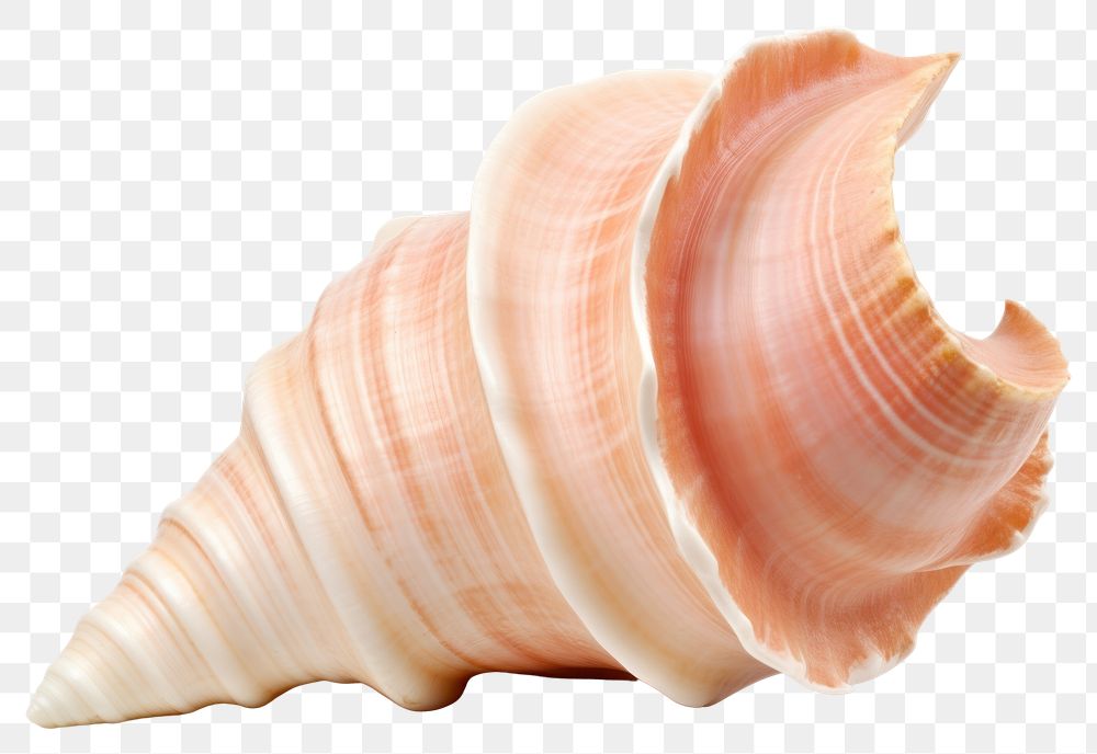PNG Conch seashell seafood animal. AI generated Image by rawpixel.