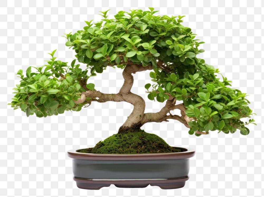 PNG Bonsai plant tree white background. AI generated Image by rawpixel.