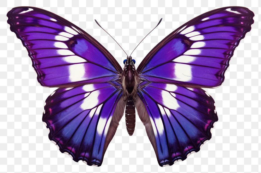 PNG Butterfly animal insect purple
