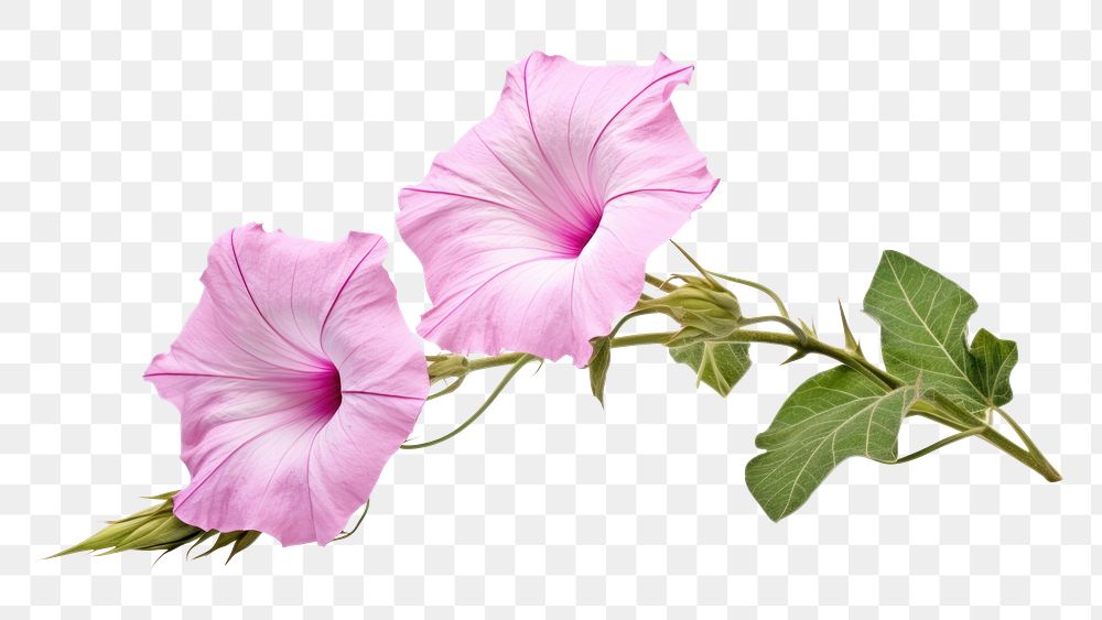 PNG Hibiscus flower petal plant. AI generated Image by rawpixel.