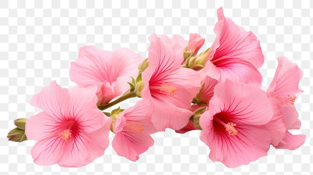 PNG Hibiscus blossom flower petal. AI generated Image by rawpixel.