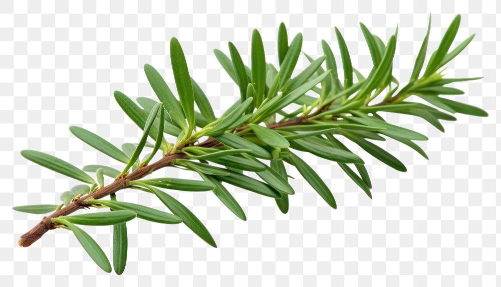 PNG Plant tree fir freshness