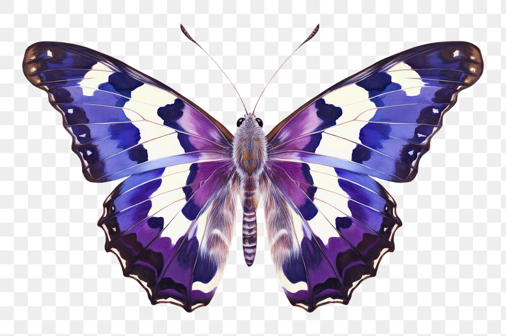 PNG Purple Emperor Butterfly butterfly animal insect