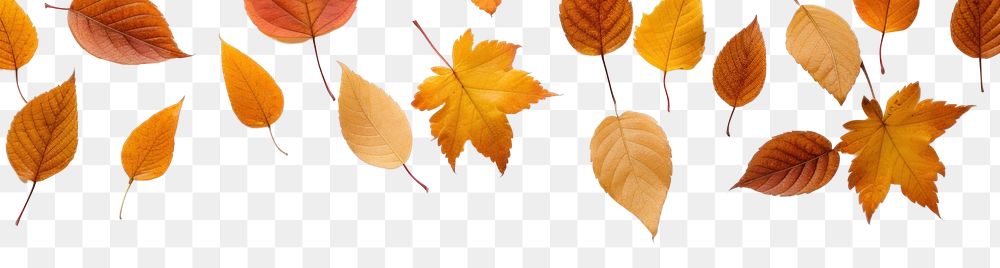 PNG Backgrounds leaves plant leaf. AI generated Image by rawpixel.