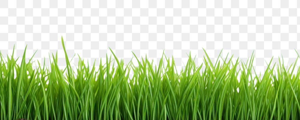 PNG Grass plant green lawn