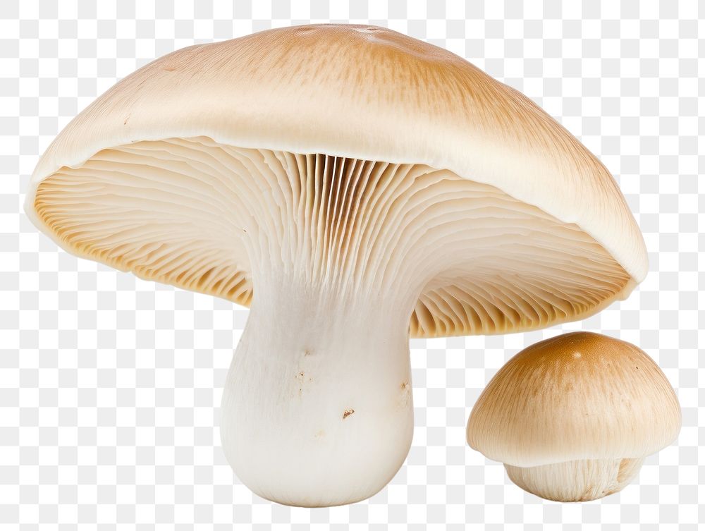 PNG Mushroom fungus agaric transparent background