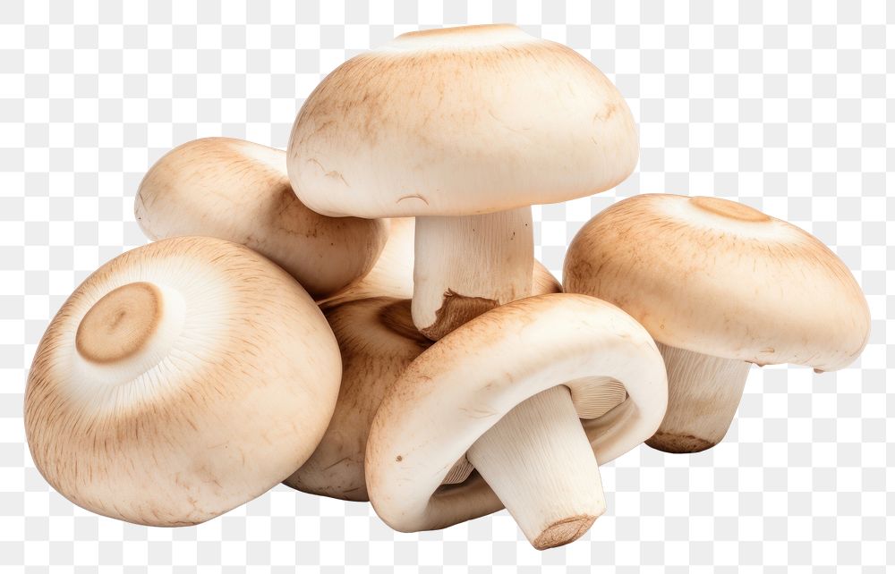 PNG Mushroom fungus agaricaceae transparent background