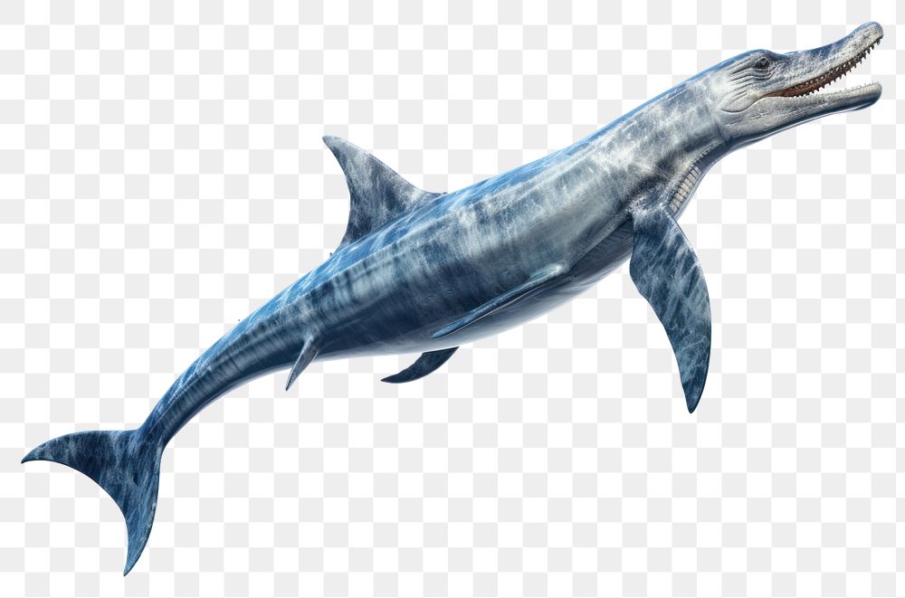 PNG Dolphin animal mammal fish. 