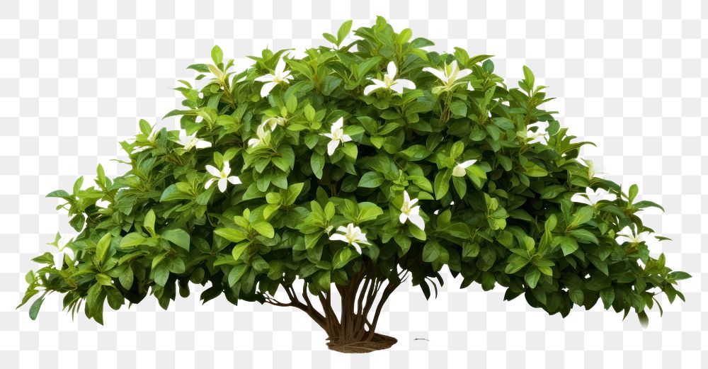PNG Bush tree plant bonsai flower. AI generated Image by rawpixel.