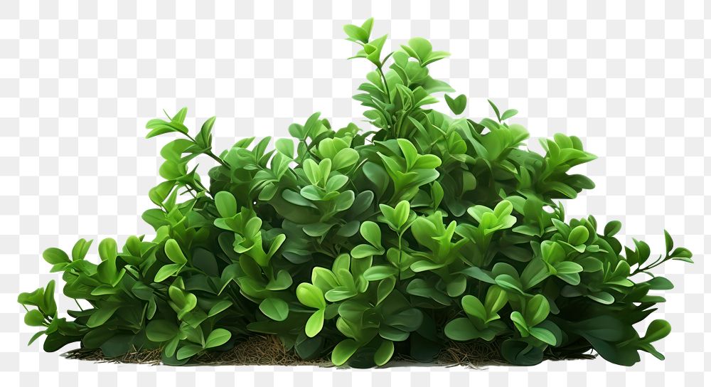 PNG Plant herbs leaf groundcover. AI generated Image by rawpixel.