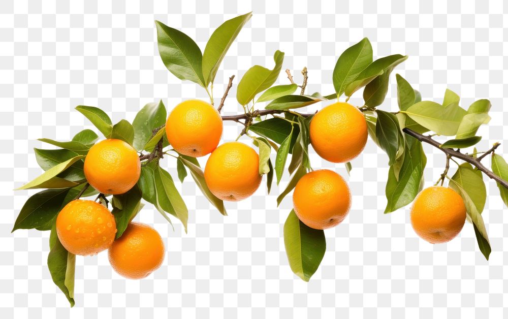 PNG Fruit grapefruit branch orange