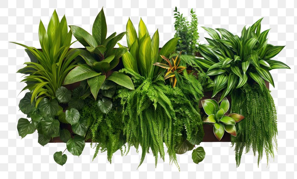 PNG Plant planter nature garden. AI generated Image by rawpixel.