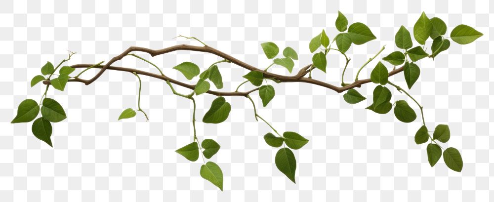 PNG Plant leaf vine white background