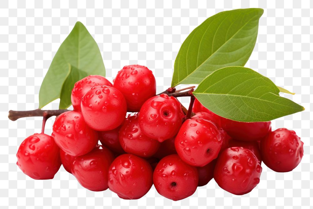 PNG Cherry fruit plant food. AI generated Image by rawpixel.