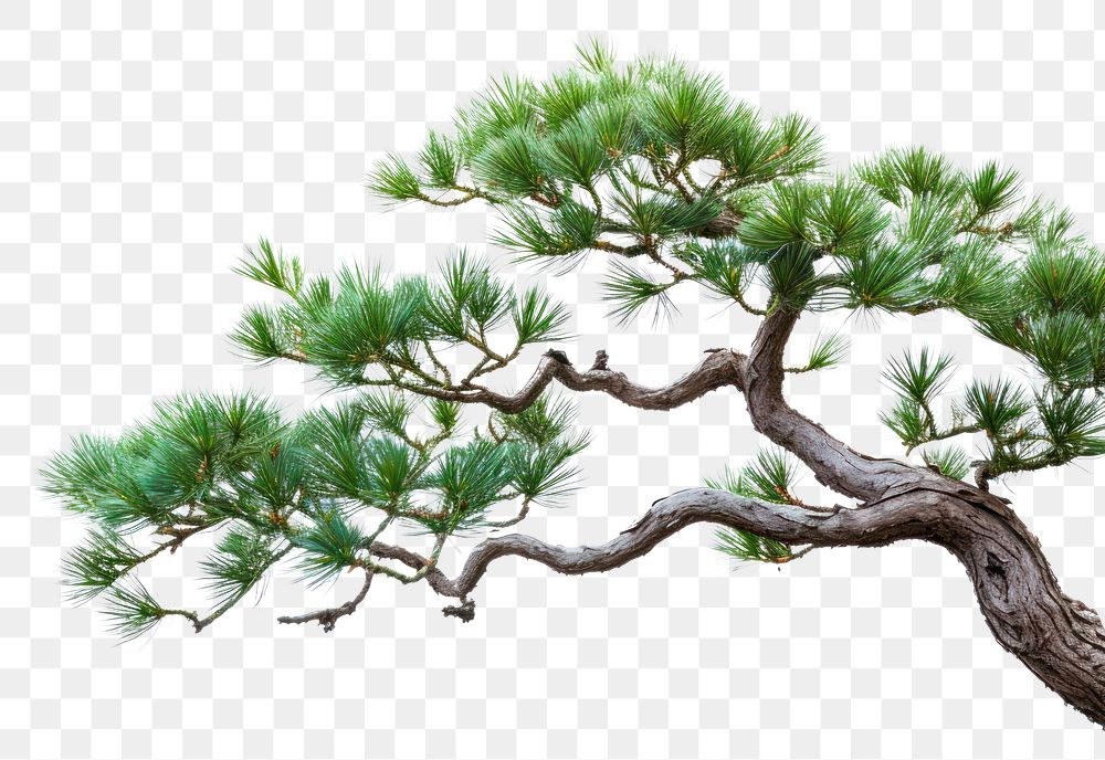 PNG Bonsai branch plant tree. AI generated Image by rawpixel.