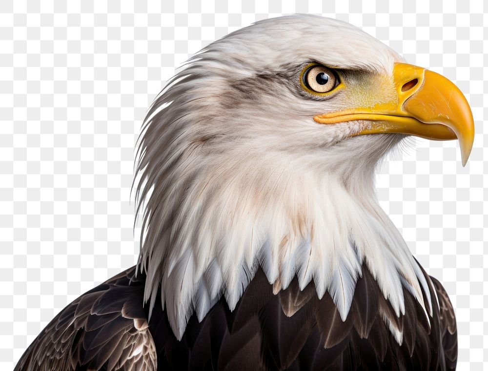 PNG Animal eagle beak bird. AI generated Image by rawpixel.