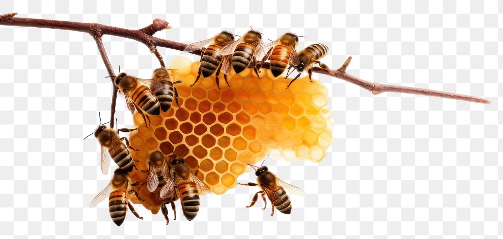 PNG Bee honeycomb beehive animal. 