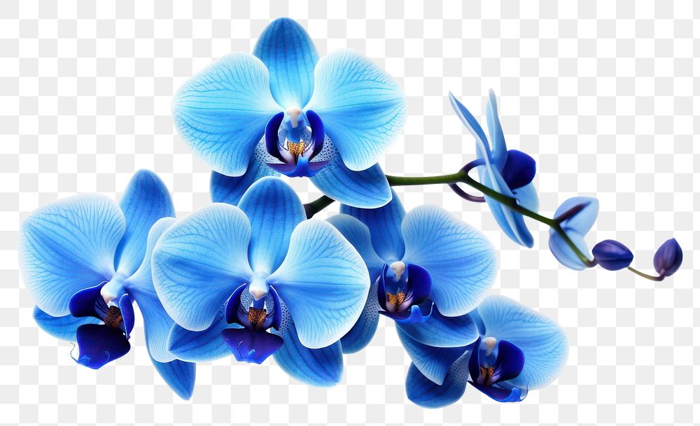 PNG Orchid flower plant blue. AI generated Image by rawpixel.