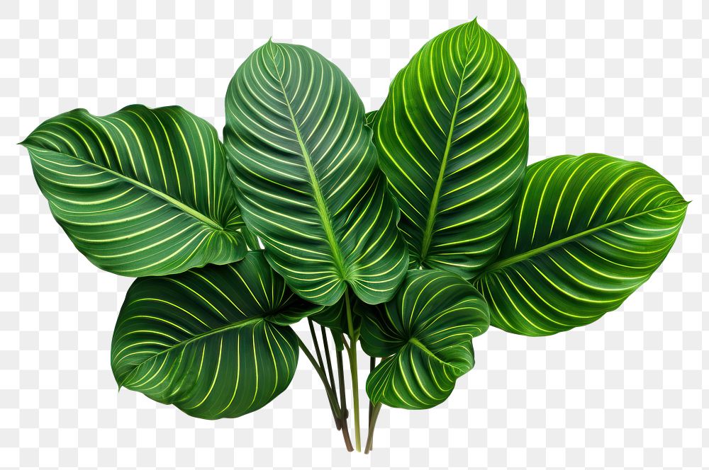 PNG Plant leaf transparent background xanthosoma. AI generated Image by rawpixel.