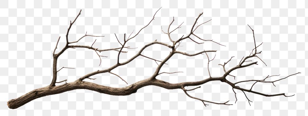 PNG Tree driftwood branch plant.