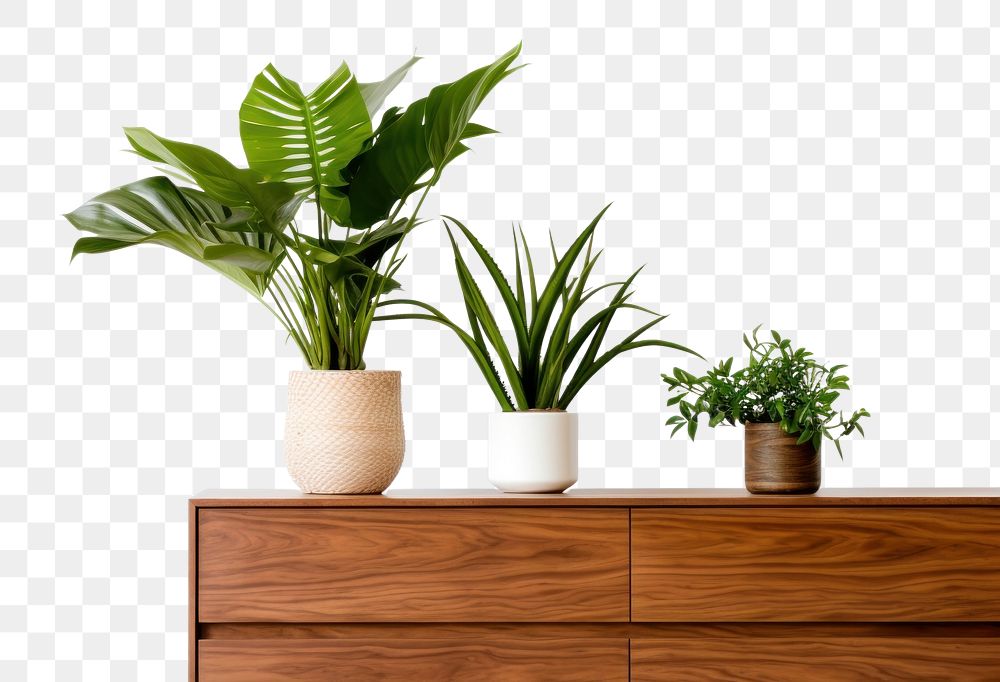 PNG Plant houseplant furniture vase. AI generated Image by rawpixel.