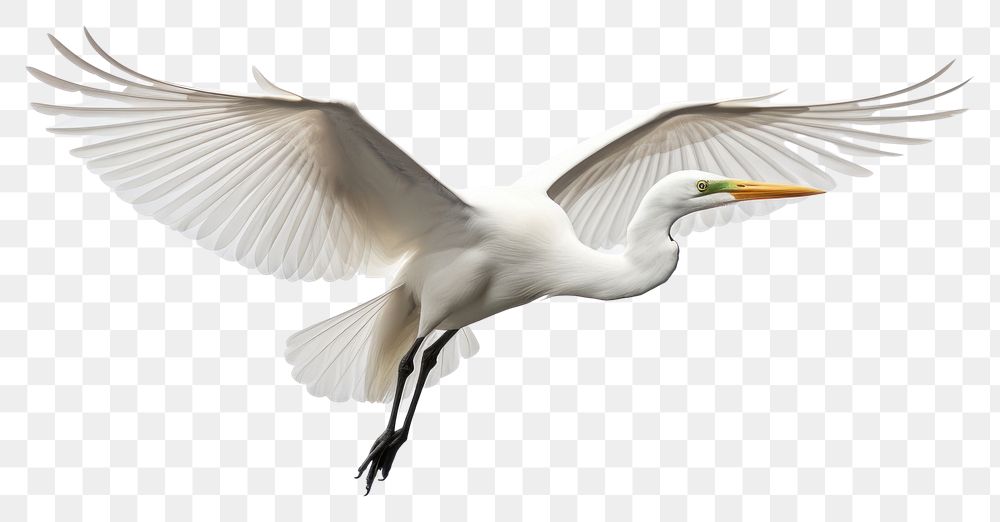 PNG Animal flying heron bird