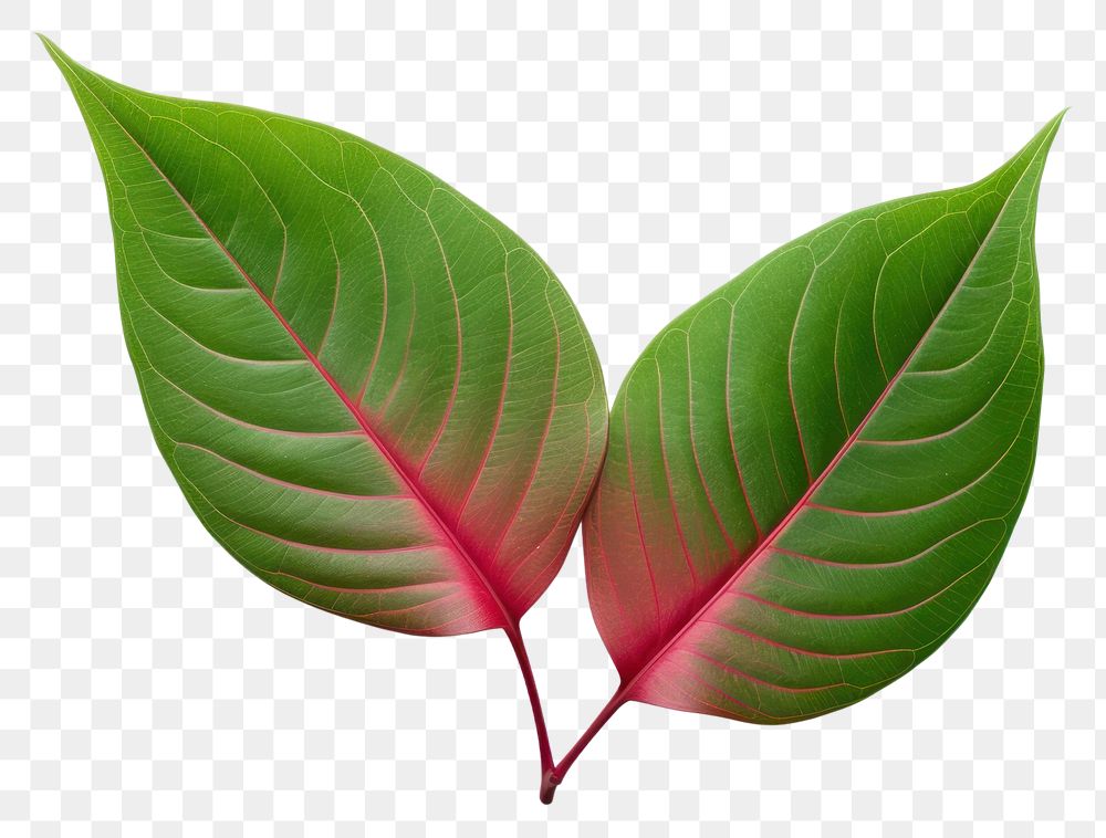 PNG Leaf plant green red. 