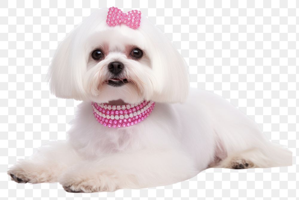 PNG Dog maltese mammal animal transparent background