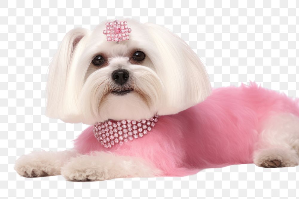 PNG Dog maltese mammal animal transparent background