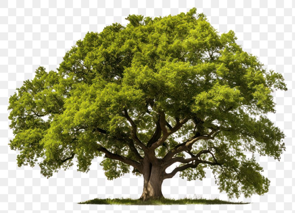 PNG Tree plant oak white background