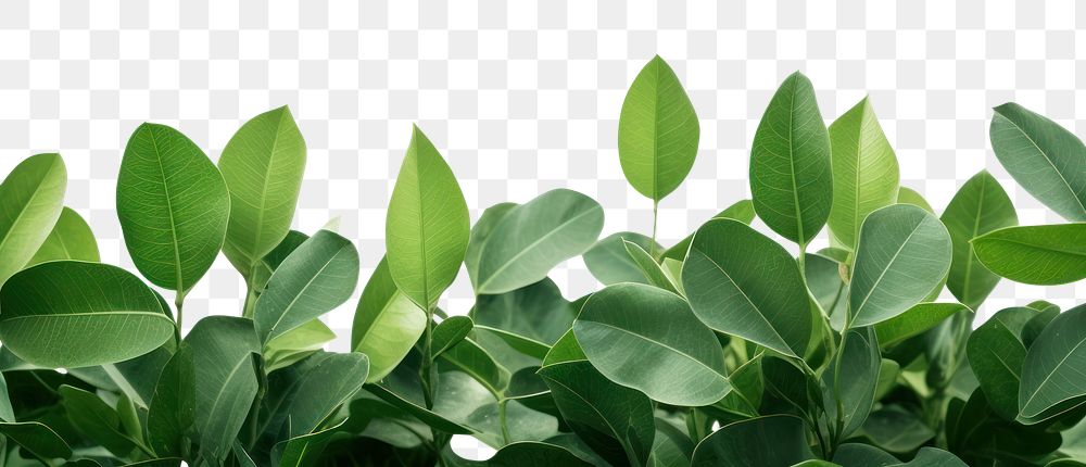PNG Green backgrounds plant herbs. AI generated Image by rawpixel.