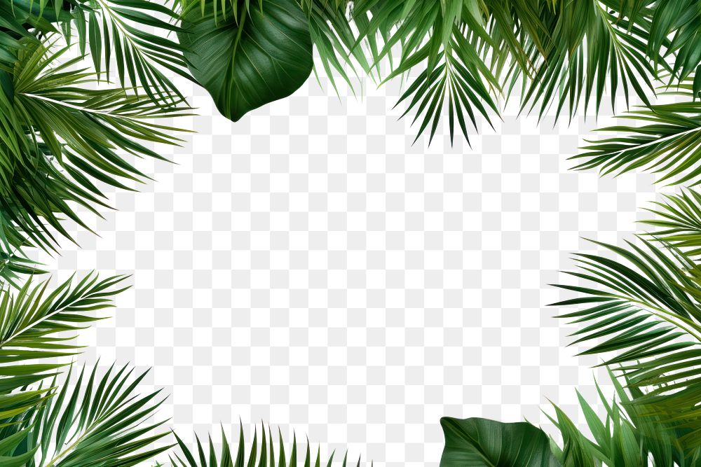 PNG Backgrounds outdoors nature forest transparent background