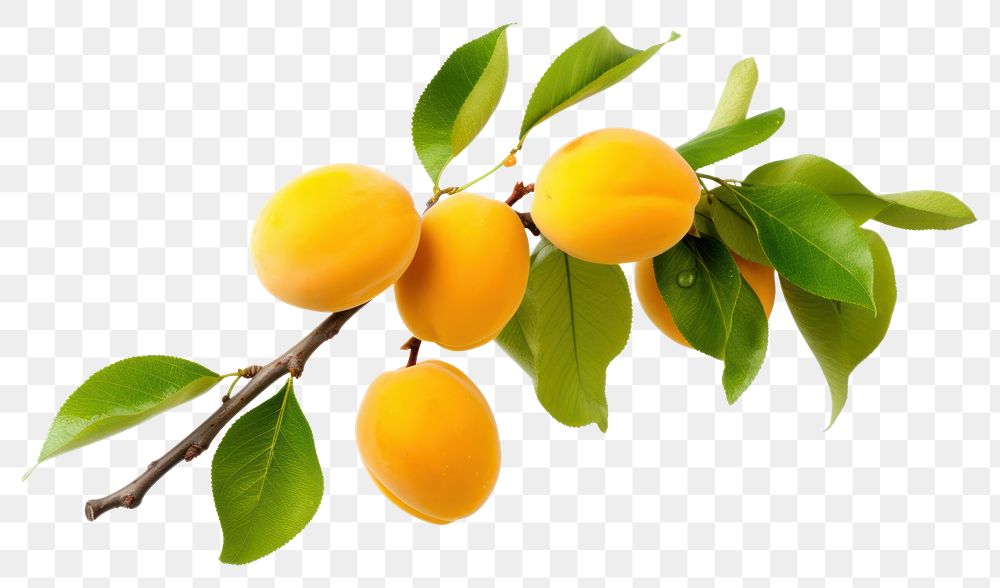 PNG Apricot fruit branch yellow. AI generated Image by rawpixel.