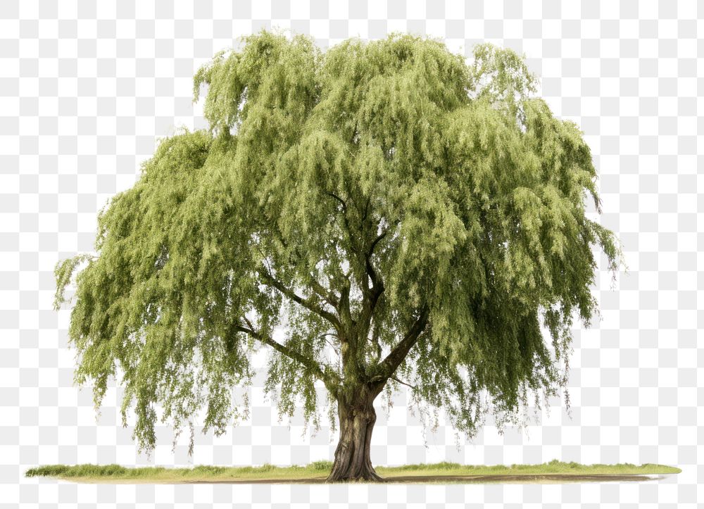 PNG Tree willow plant white background