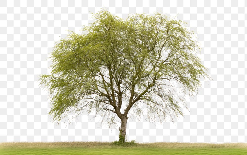 PNG Willow plant tree tranquility. AI generated Image by rawpixel.