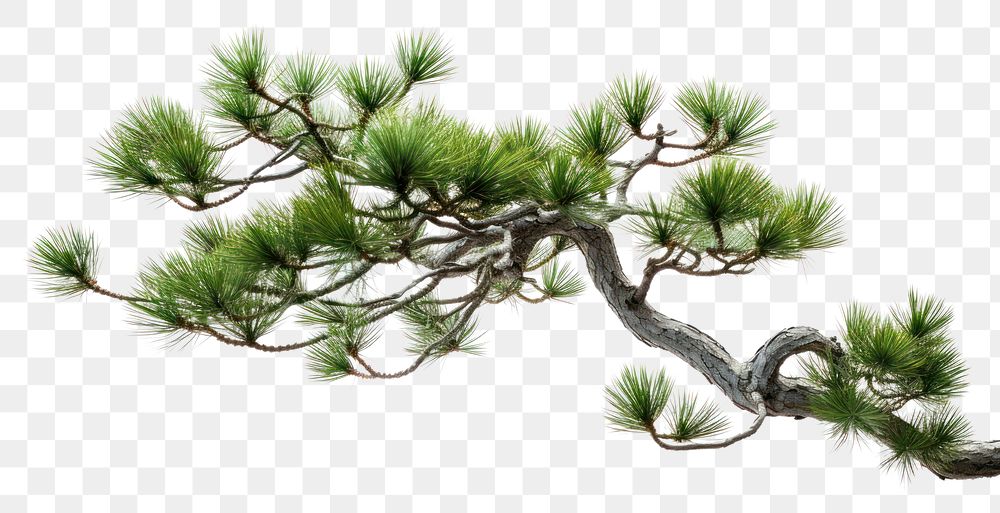 PNG Bonsai pine branch plant. AI generated Image by rawpixel.