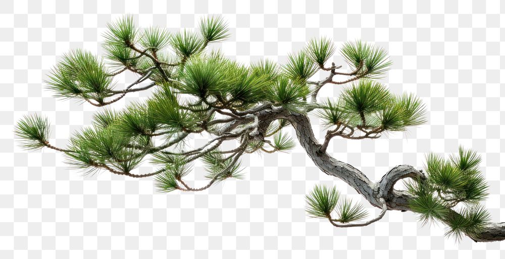 PNG Bonsai pine branch plant. 