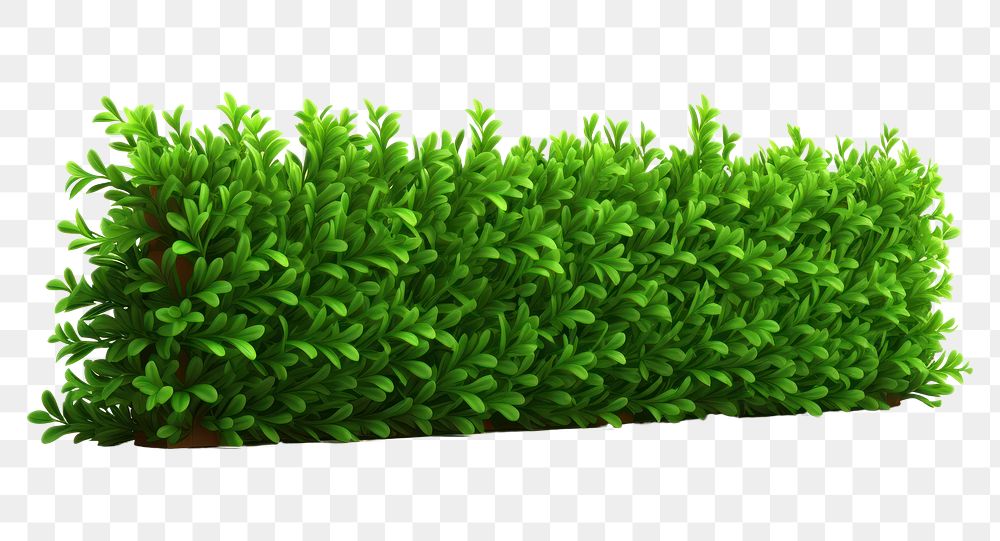 PNG Hedge plant grass green. 