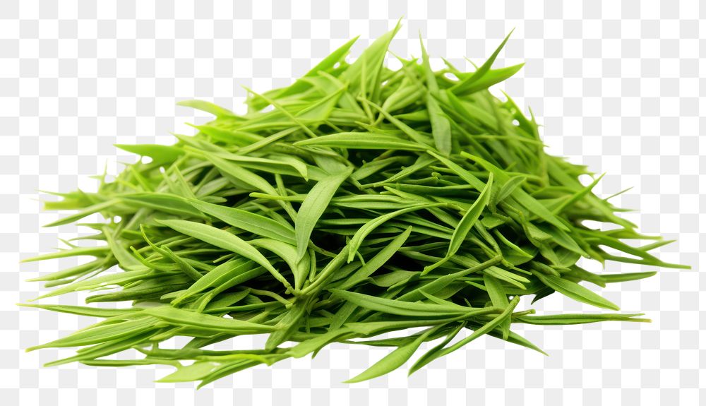 PNG Green tea plant grass herbs