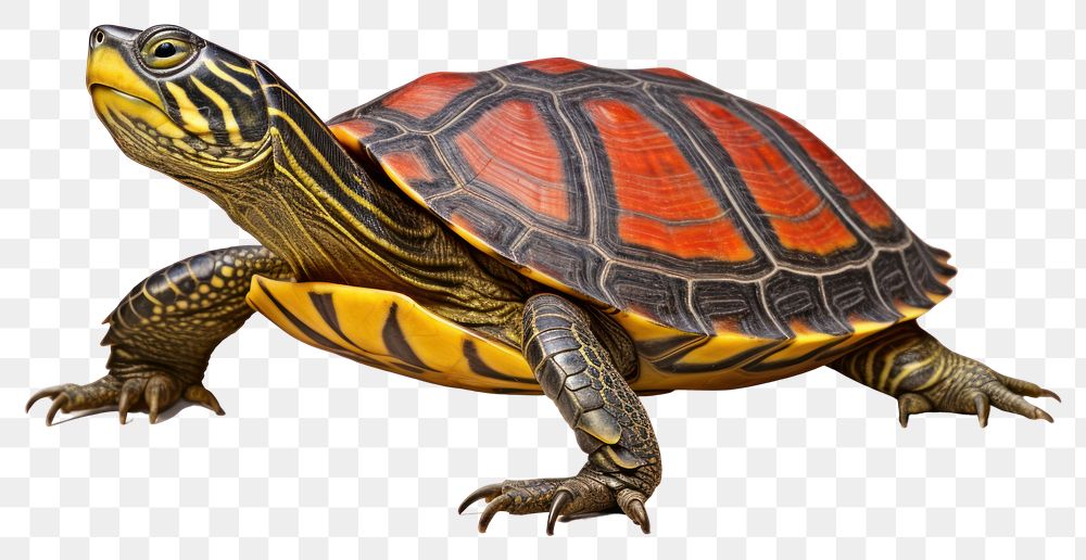 PNG Reptile animal wildlife tortoise. AI generated Image by rawpixel.