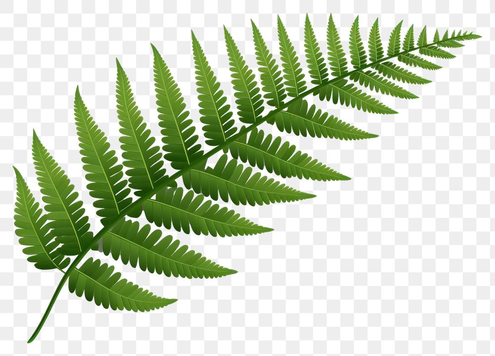 PNG Leaf fern plant frond. AI generated Image by rawpixel.