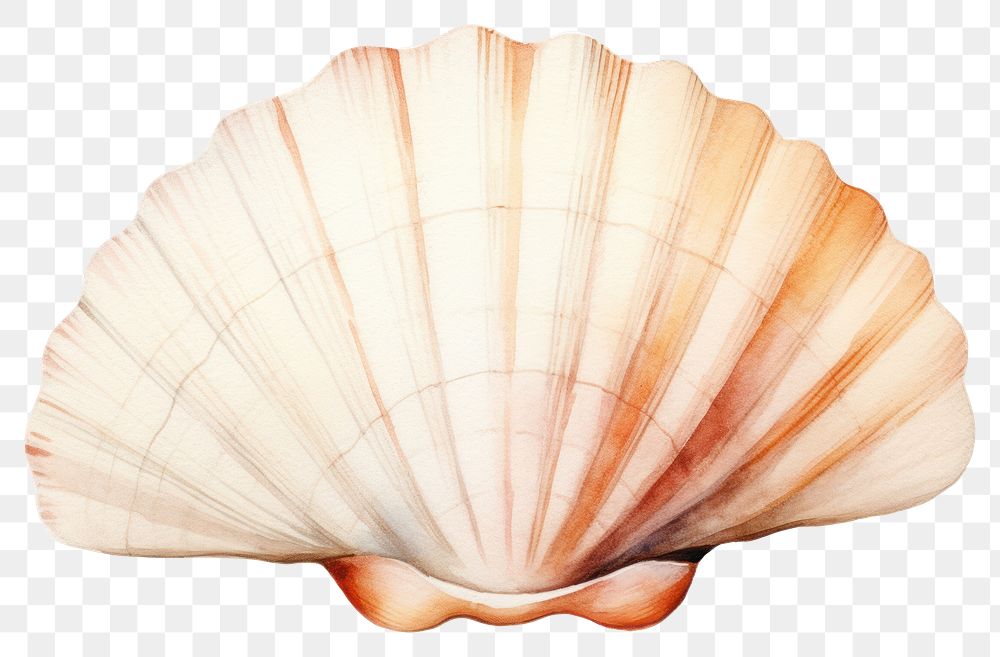 PNG Seashell clam invertebrate shellfish. AI generated Image by rawpixel.