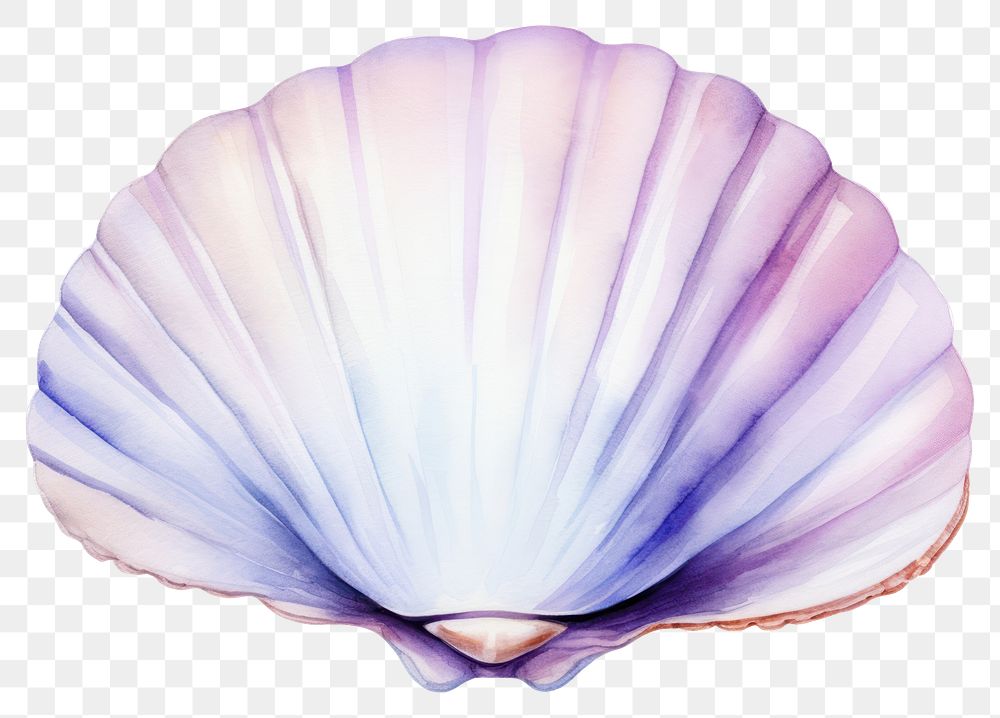 PNG Clam seashell transparent background invertebrate. AI generated Image by rawpixel.