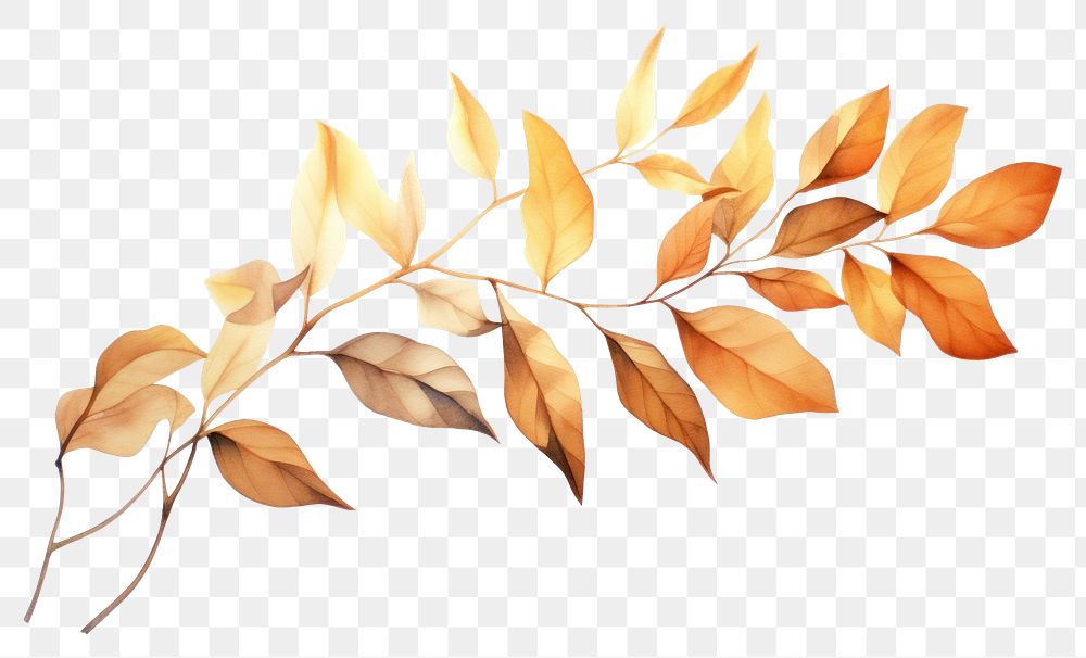 PNG Plant leaf creativity graphics. 