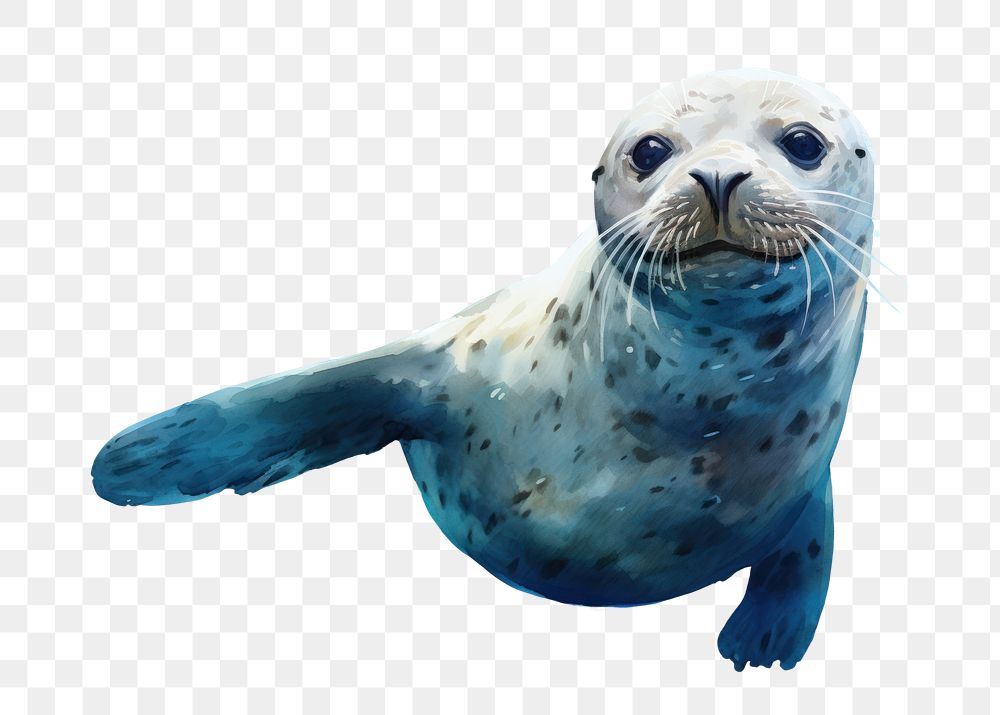PNG Seal animal mammal blue, digital paint illustration. AI generated image