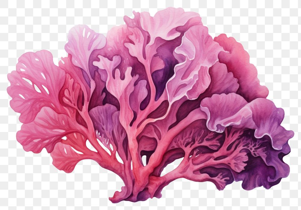 PNG Pink coral undersea outdoors, digital paint illustration. AI generated image